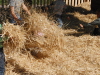 CIMG0336